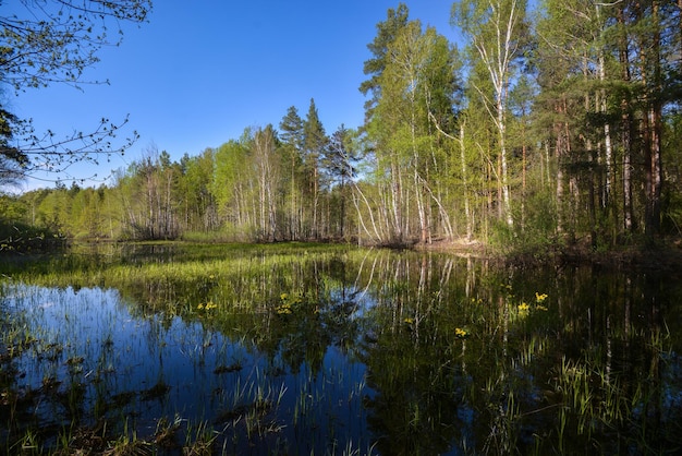 Floresta da primavera