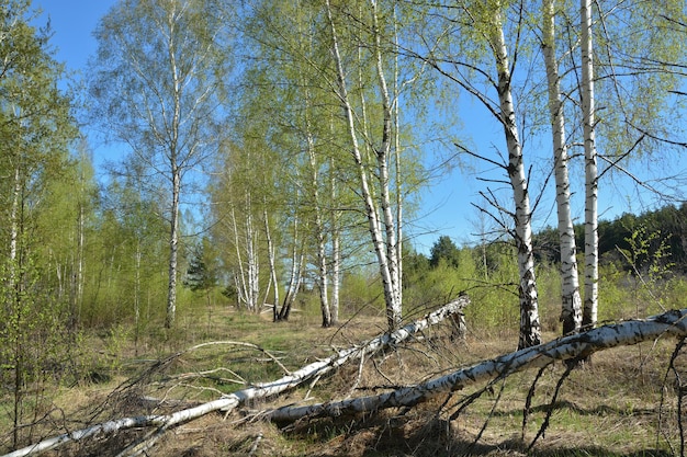 floresta da primavera