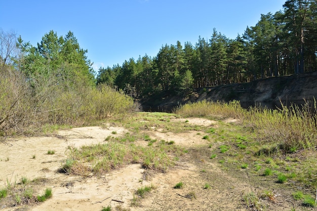 floresta da primavera