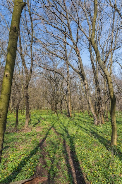 Floresta da primavera