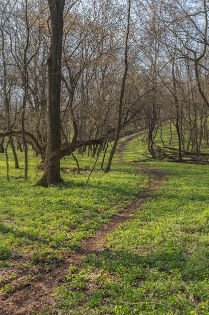 Floresta da primavera