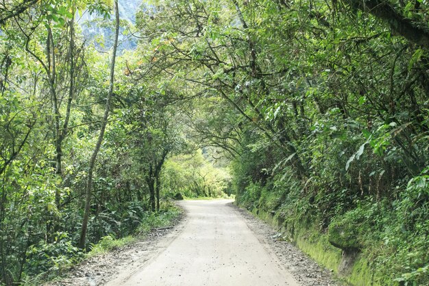 Floresta da selva Árvores tropicais na Ásia