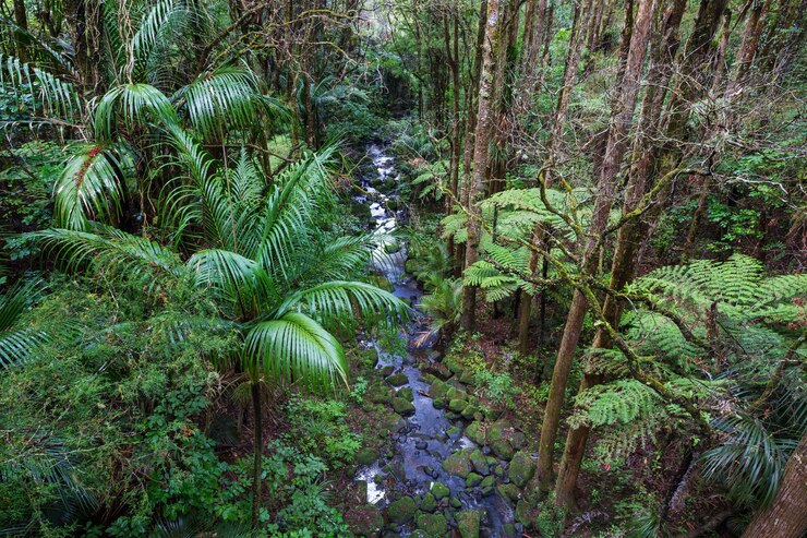 Floresta da selva tropical da Nova Zelândia.