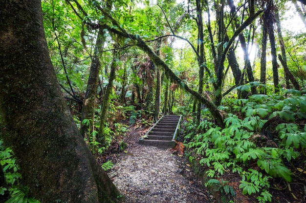 Floresta da selva tropical da nova zelândia.