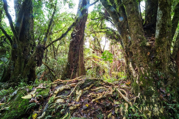 Floresta da selva tropical da Nova Zelândia.