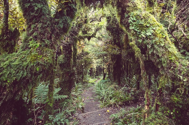 Floresta da selva tropical da Nova Zelândia.