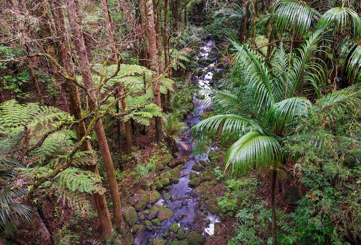 Foto floresta da selva tropical da nova zelândia.