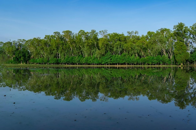 Floresta da Ásia com o reflexo da água durante o dia de céu aberto