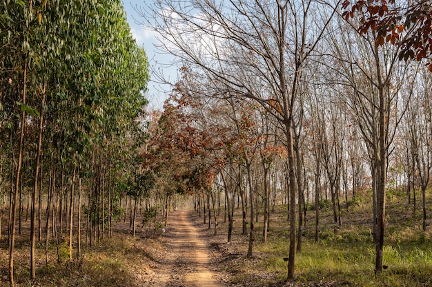 Floresta da Tailândia