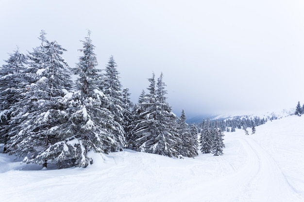 Floresta de abetos coberta de neve congelada após queda de neve e céu cinzento em neblina no dia de inverno Montanhas dos Cárpatos Ucrânia