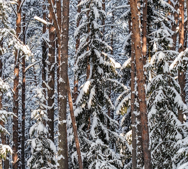 Floresta de abetos coberta de neve fresca durante o inverno, Natal em um dia ensolarado e gelado