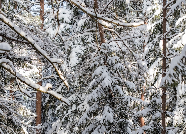 Floresta de abetos coberta de neve fresca durante o inverno, Natal em um dia ensolarado e gelado