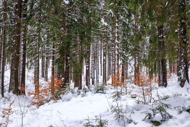 Floresta de abetos coberta de neve no inverno vista pitoresca de abetos cobertos de neve em um dia gelado