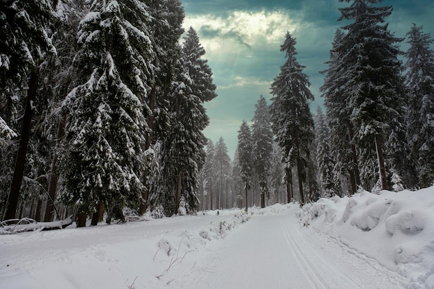 Floresta de abetos coberta de neve no inverno vista pitoresca de abetos cobertos de neve em um dia gelado