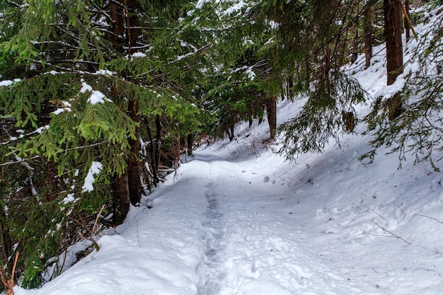 Floresta de abetos coberta de neve no inverno