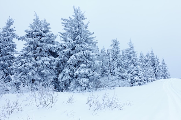 Floresta de abetos coberta pela neve na paisagem de inverno