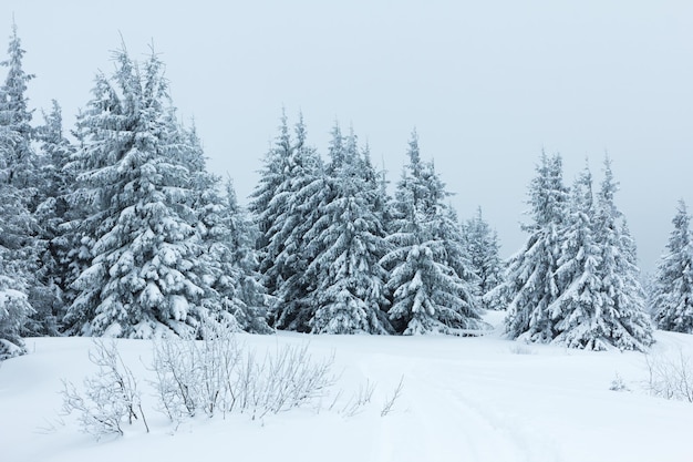 Floresta de abetos coberta pela neve na paisagem de inverno