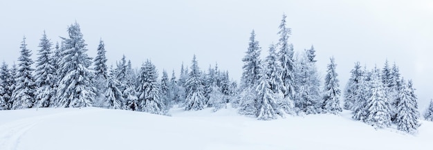 Floresta de abetos coberta pela neve na paisagem de inverno