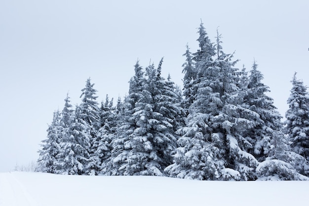 Floresta de abetos coberta pela neve na paisagem de inverno