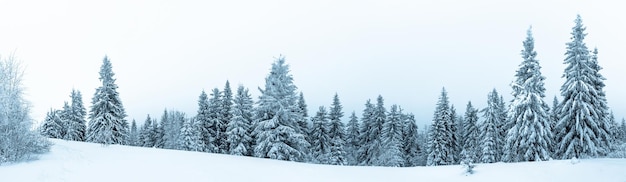 Floresta de abetos coberta pela neve na paisagem de inverno