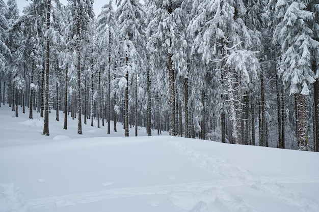 Floresta de abetos com neve ninguém