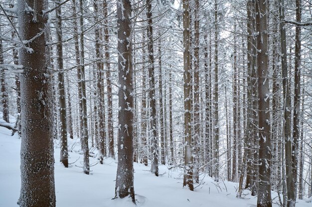 Floresta de abetos com neve ninguém