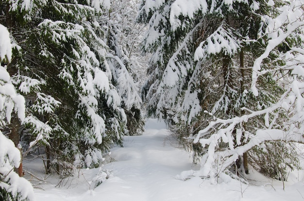 Floresta de abetos de inverno linda