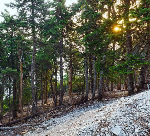 Floresta de abetos de montanha de manhã e sol nos galhos das árvores.