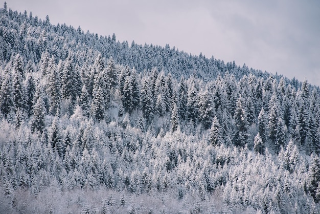 Floresta de abetos nevado nas montanhas