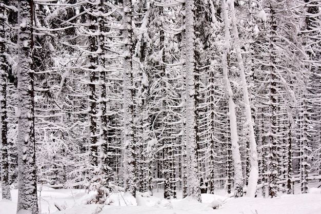 Floresta de abetos nevados