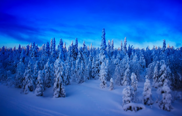 Foto floresta de abetos no inverno durante a paisagem do pôr do sol