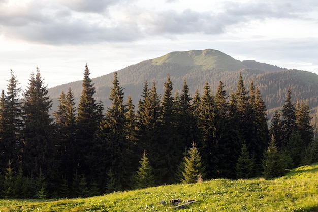 Floresta de abetos verdes prados e prados de montanha ao sol da noite Monte Berlebashka Cárpatos Marmaroshchyna Maramures Ucrânia