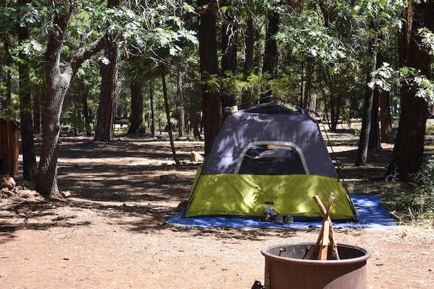 Foto floresta de acampamento com árvores na natureza