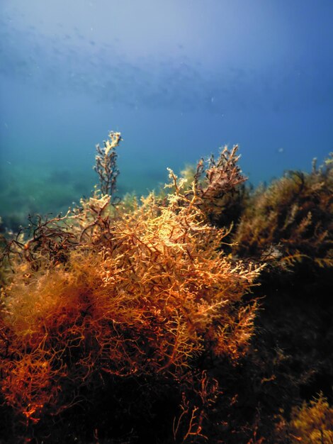 Floresta de algas marinhas Algas marinhas debaixo d'água