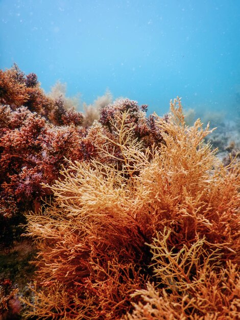 Floresta de Algas Marinhas, Algas Marinhas Subaquáticas, Cena Subaquática