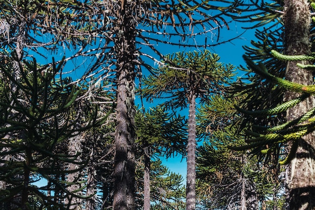 Floresta de Araucárias (Pehuen), na Patagônia Argentina.