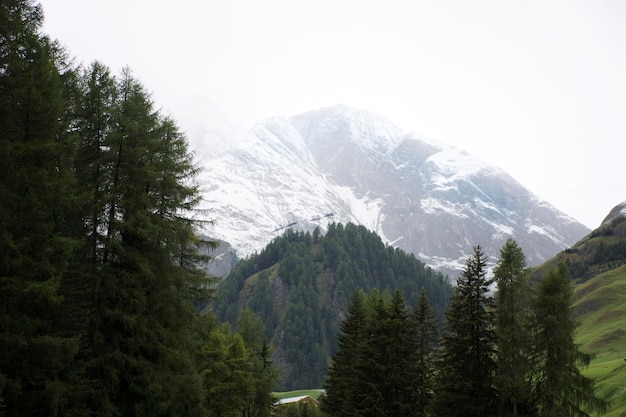 Floresta de árvores alpinas na montanha com Alpes mais alta e mais extensa cordilheira em Samnaun, na região de Graubunden, na Suíça