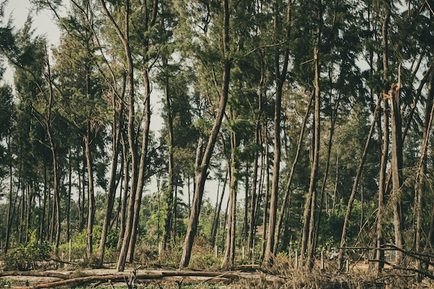 Floresta de árvores altas e magras Índia