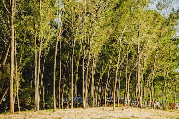 Floresta de árvores altas e magras perto da costa de Mangalore Índia