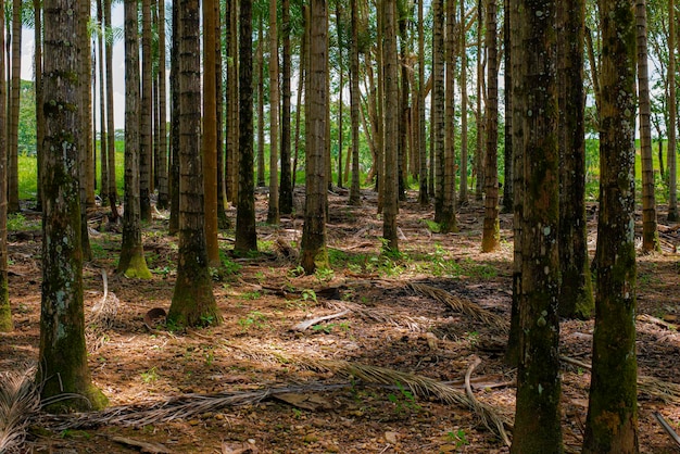 Floresta de árvores com chão de terra pela manhã