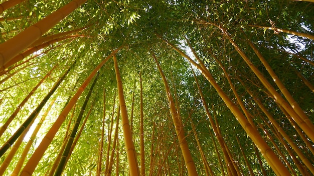 Floresta de bambu, árvores verdes tropicais asiáticas exóticas no jardim japonês ou chinês feng shui zen.