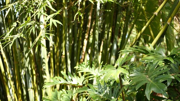 Floresta de bambu, atmosfera tropical asiática exótica. Árvores verdes no jardim feng shui zen meditativo. Arvoredo calmo e tranquilo, frescura de harmonia matinal em matagal. Estética oriental natural japonesa ou chinesa