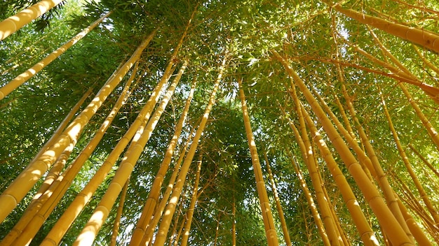 Floresta de bambu, atmosfera tropical asiática exótica. Árvores verdes no jardim feng shui zen meditativo. Arvoredo calmo e tranquilo, frescura de harmonia matinal em matagal. Estética oriental natural japonesa ou chinesa