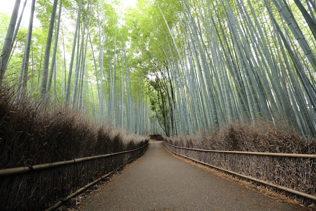 Floresta de bambu, bambu japonês em kyoto