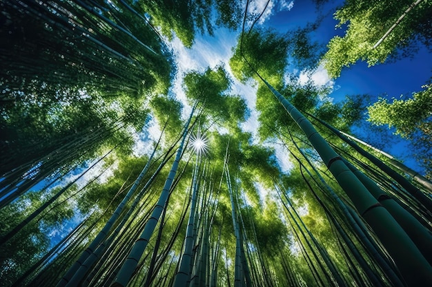 Floresta de bambu com céu azul claro e nuvens fofas acima