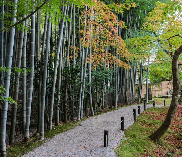 Floresta de bambu com folhagem de outono no templo de Enkoji em Kyoto, Japão