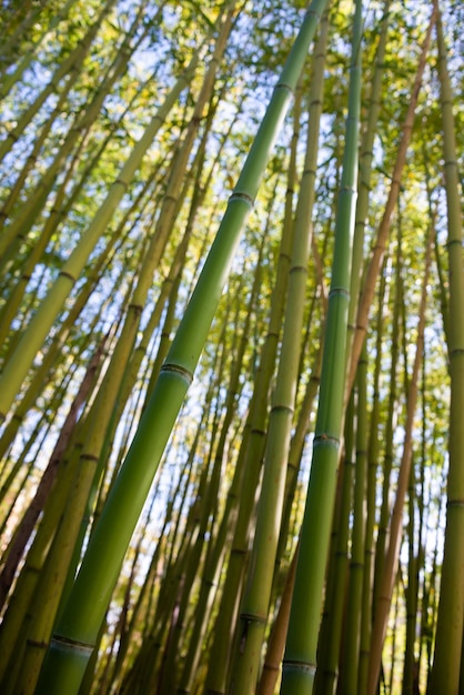 Foto floresta de bambu com plantas verdes crescendo no japão