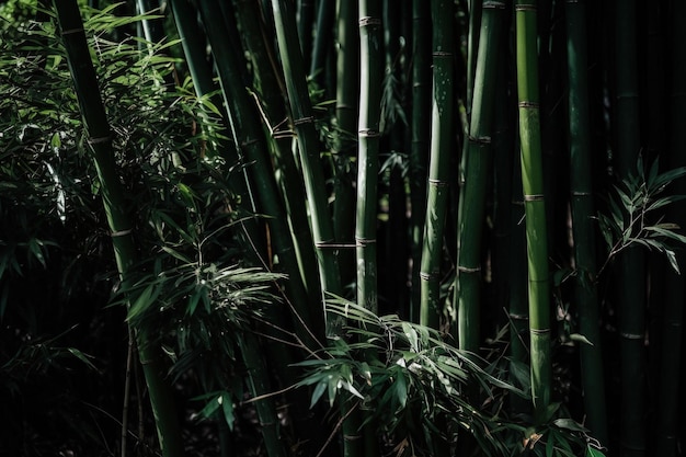 Floresta de bambu com um fundo preto