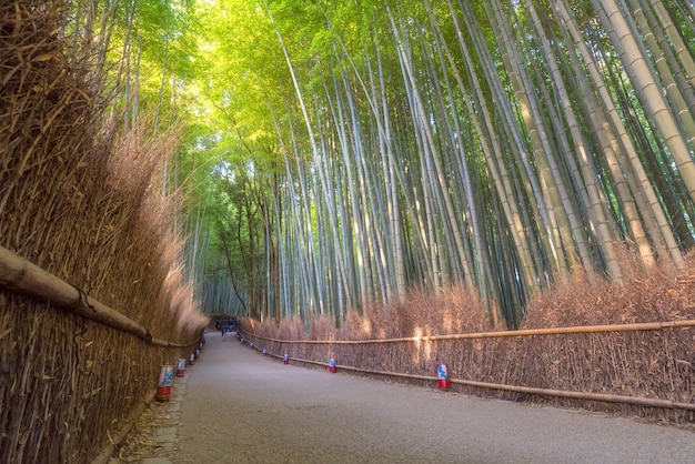 Floresta de bambu da natureza bonita na estação do outono em arashiyama em kyoto, japão.