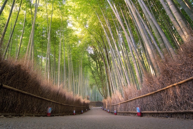 Floresta de bambu da natureza bonita na estação do outono em arashiyama em kyoto, japão.